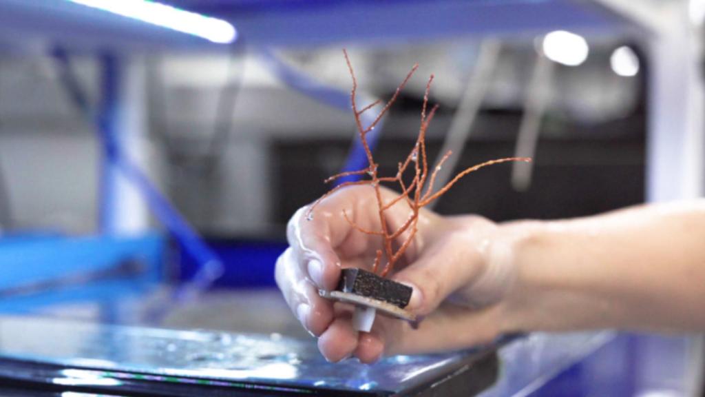 Proyecto 'Gorgonia Barcelona' de Bioderma, Institut Esthederm.