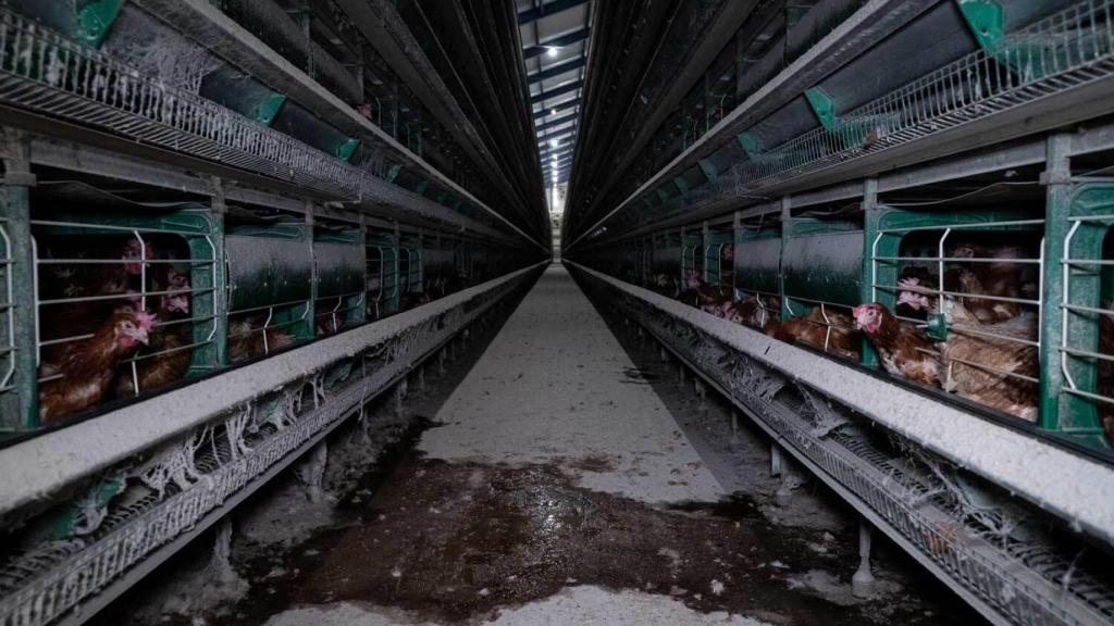 Varias gallinas en jaulas en una explotación intensiva
