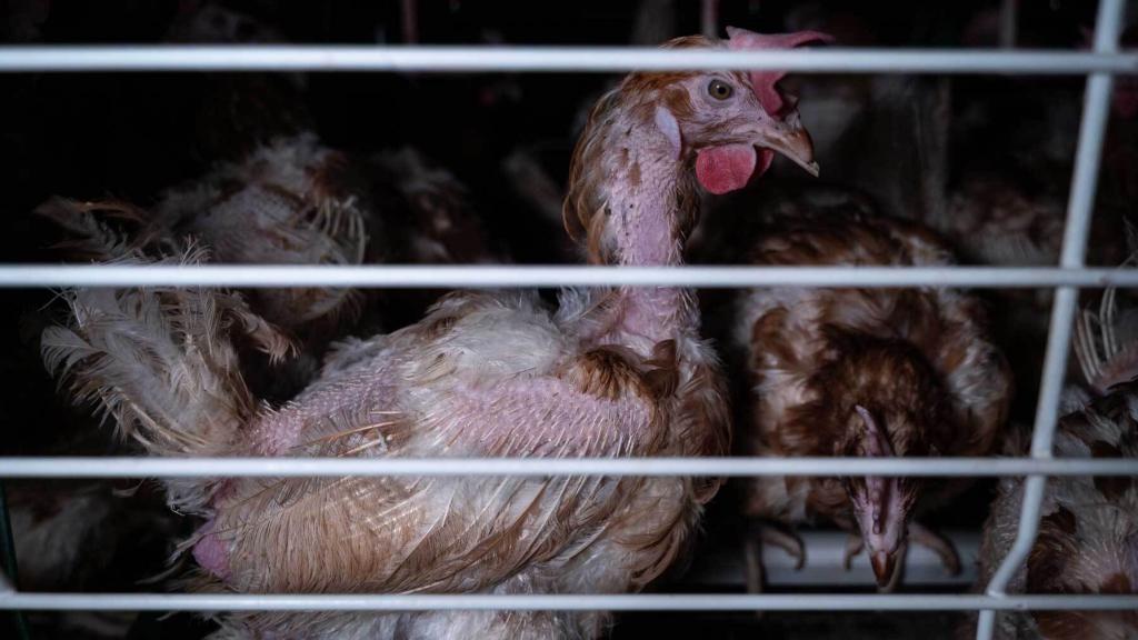 Una gallina en enjaulada
