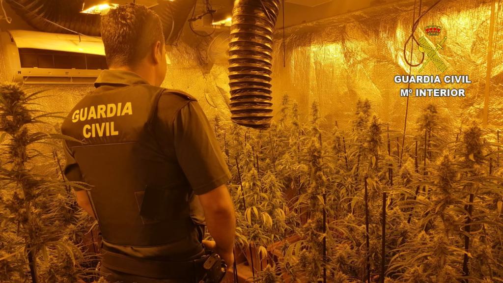 Un guardia civil en la plantación de marihuana de Los Navalucillos (Toledo).