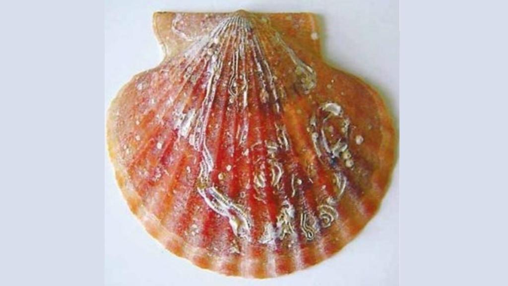 Concha de volandeira