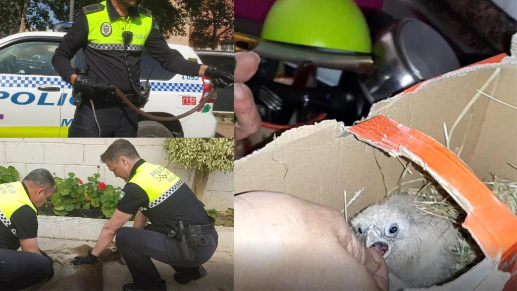 El GRUPRONA de la Policía Local de Málaga rescata una cabra, una culebra y tres crías de cernícalo.