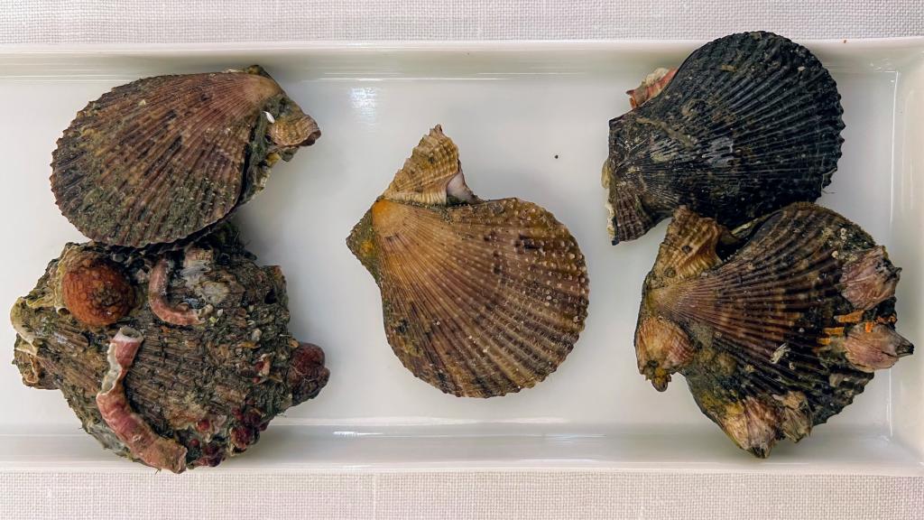 Las zamburiñas de Saddle en Madrid