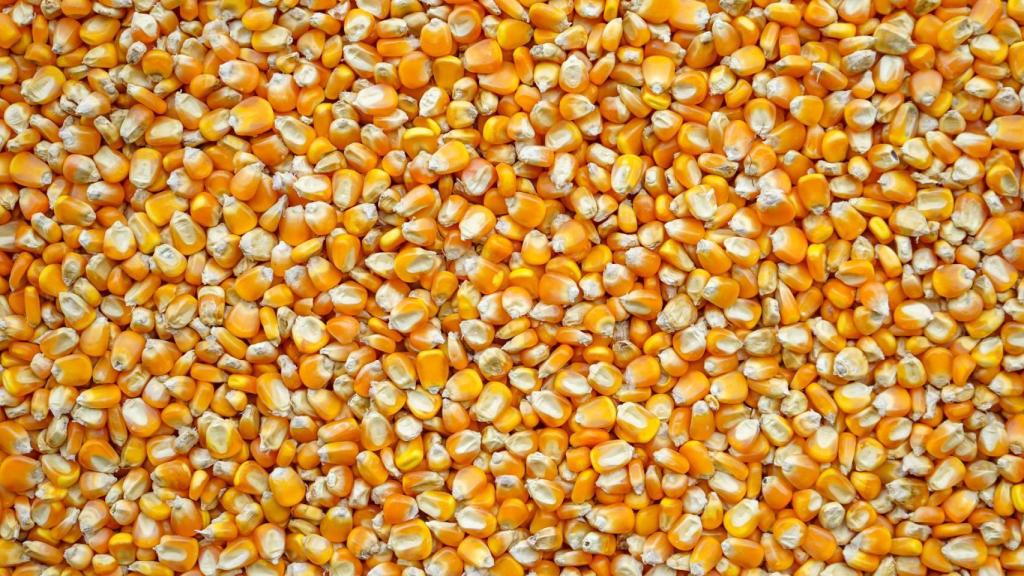 Un barco con 18.000 toneladas de maíz ucraniano llega este viernes a A Coruña