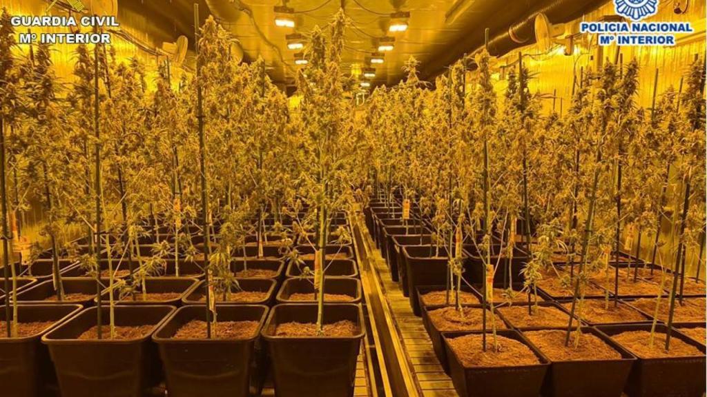 Cultivo de marihuana.