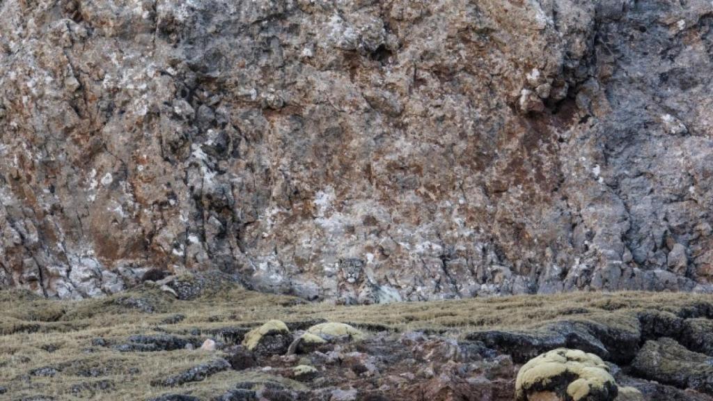 Un ejemplar de leopardo de las nieves