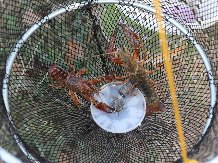 Dos cangrejos rojos pescados en Palencia en un retel.