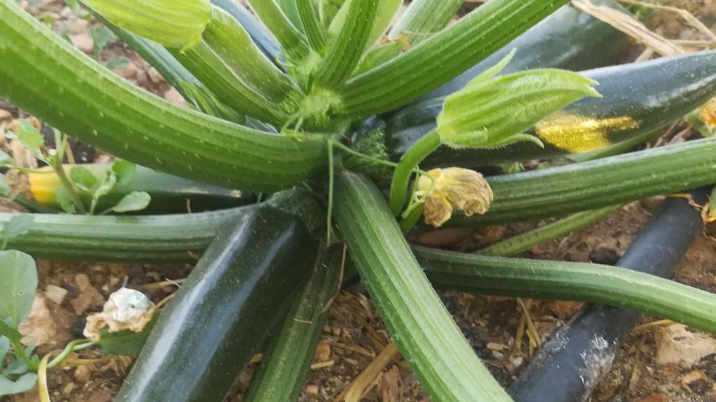 Unos calabacines de los huertos solidarios de la Fundación Soliss.