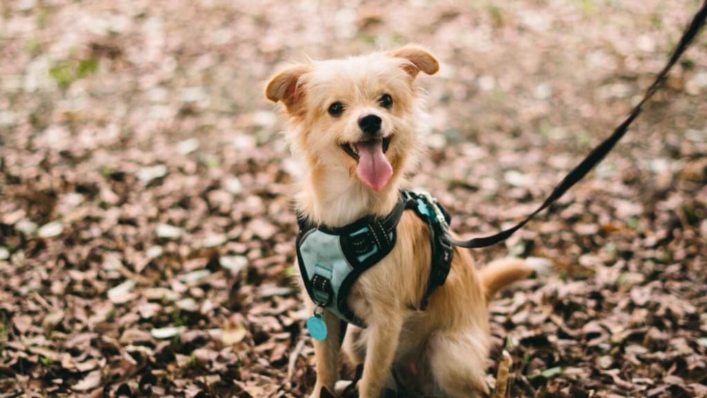Arnés para perros pequeños con descuento en Amazon