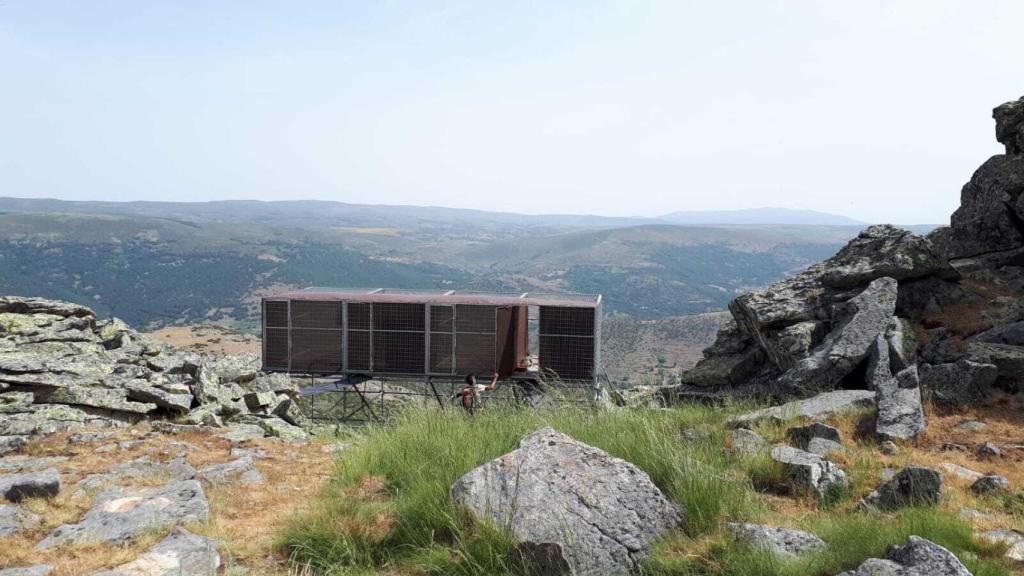 Momento de la suelta de los quebrantahuesos en la Sierra de Gredos.