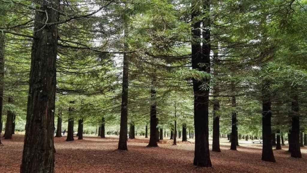 Bosque de Colón, Poio. Foto: Thalia García