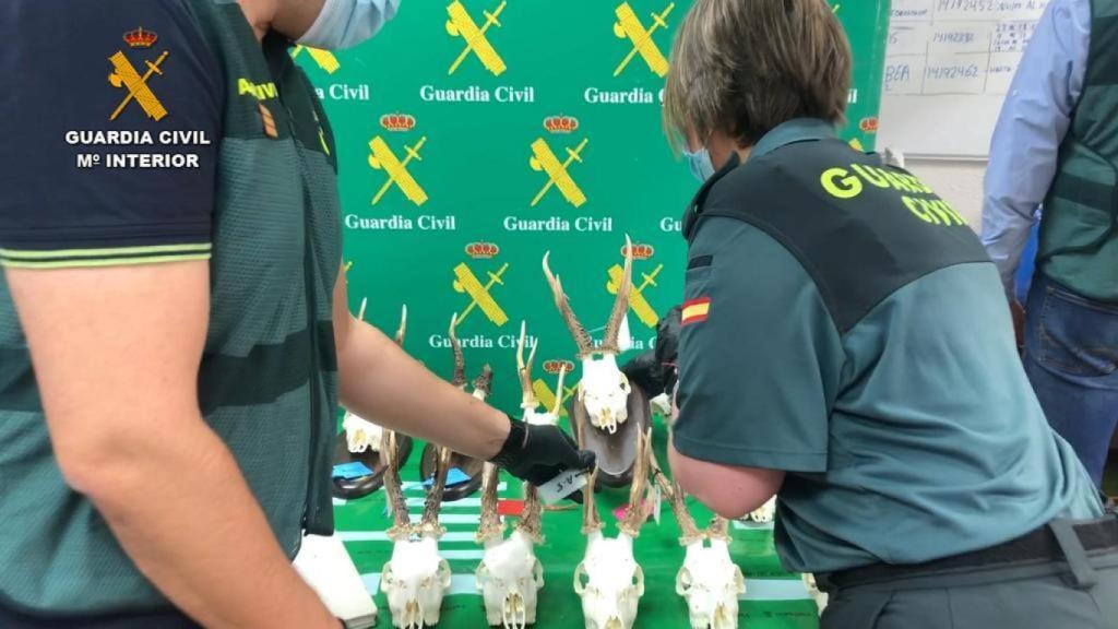 La Guarda Civil analiza los corzos