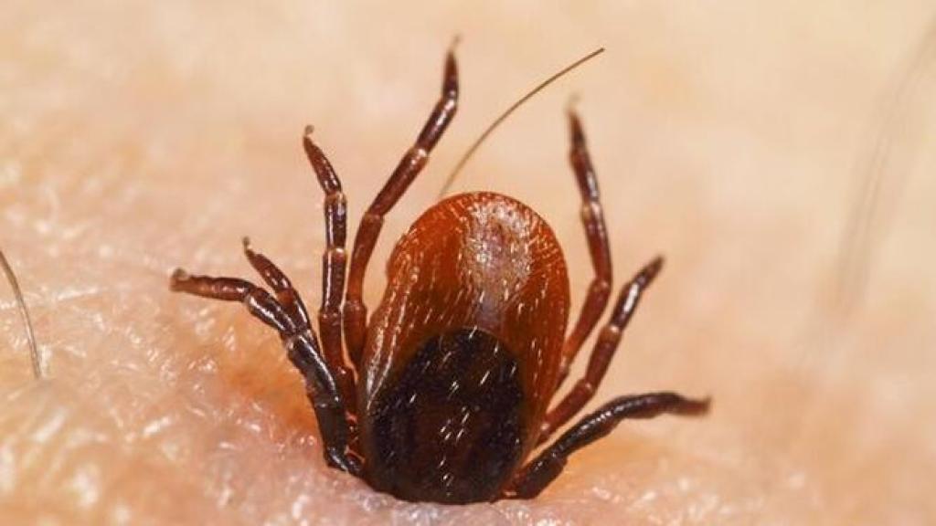 Una garrapata muerde a su víctima.