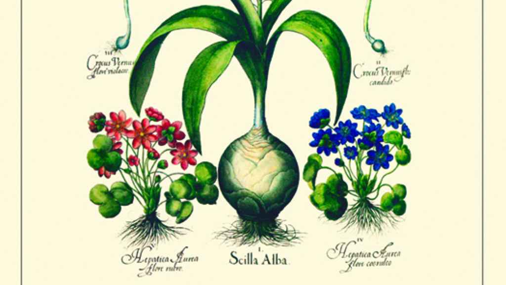 Un detalle de la ilustración de la cubierta de 'La inteligencia de las flores', de Maurice Maeterlinck