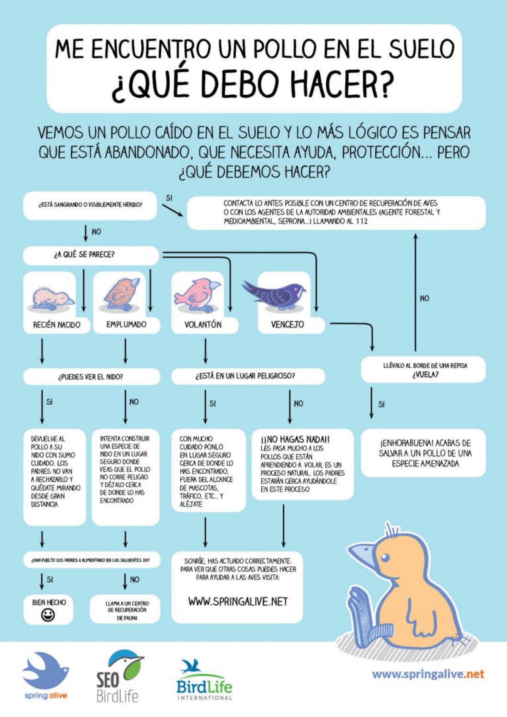 Gráfico que explica cómo ayudar a un ave encontrada en plena calle