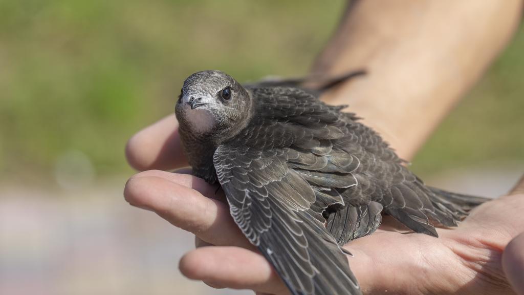 Una persona sostiene un vencejo entre sus manos