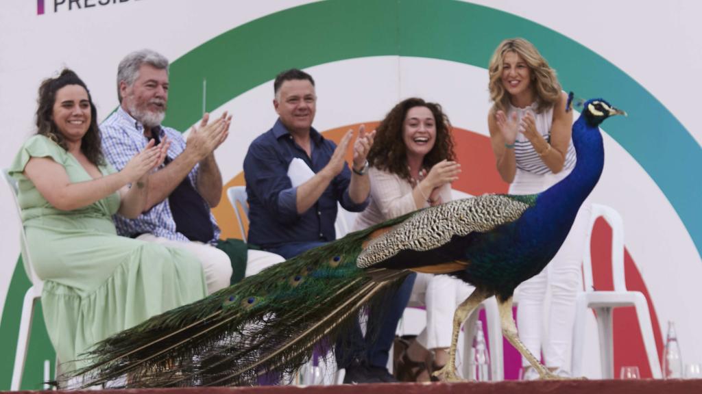 Un pavo real irrumpe en el acto de Por Andalucía. La ministra de Trabajo, Yolanda Díaz, se pone en pie cuando lo ve.
