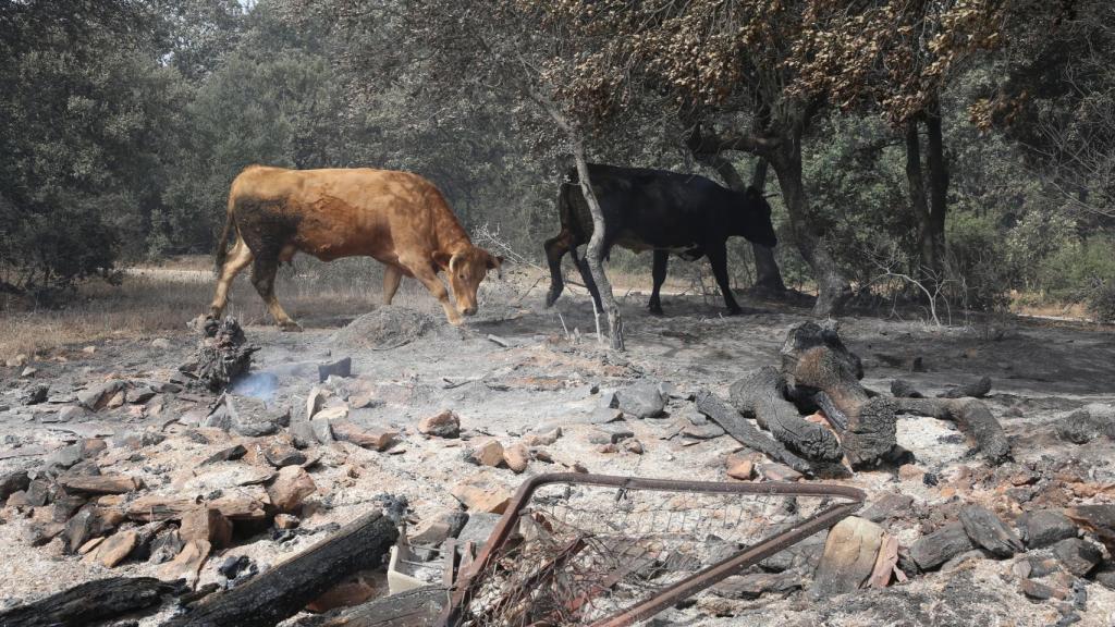 Campos arrasados en el incendio en la Sierra de la Culebra (Zamora)