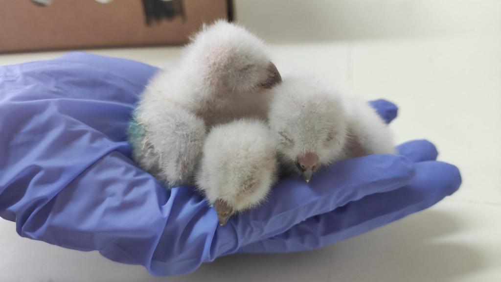 Pollos de aves rapaces