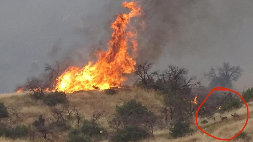 Dos corzos huyen del incendio originado en Toledo este viernes. / Foto: Javier Nicolau.