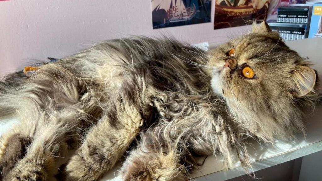 Arata, el gato perdido en Fene.