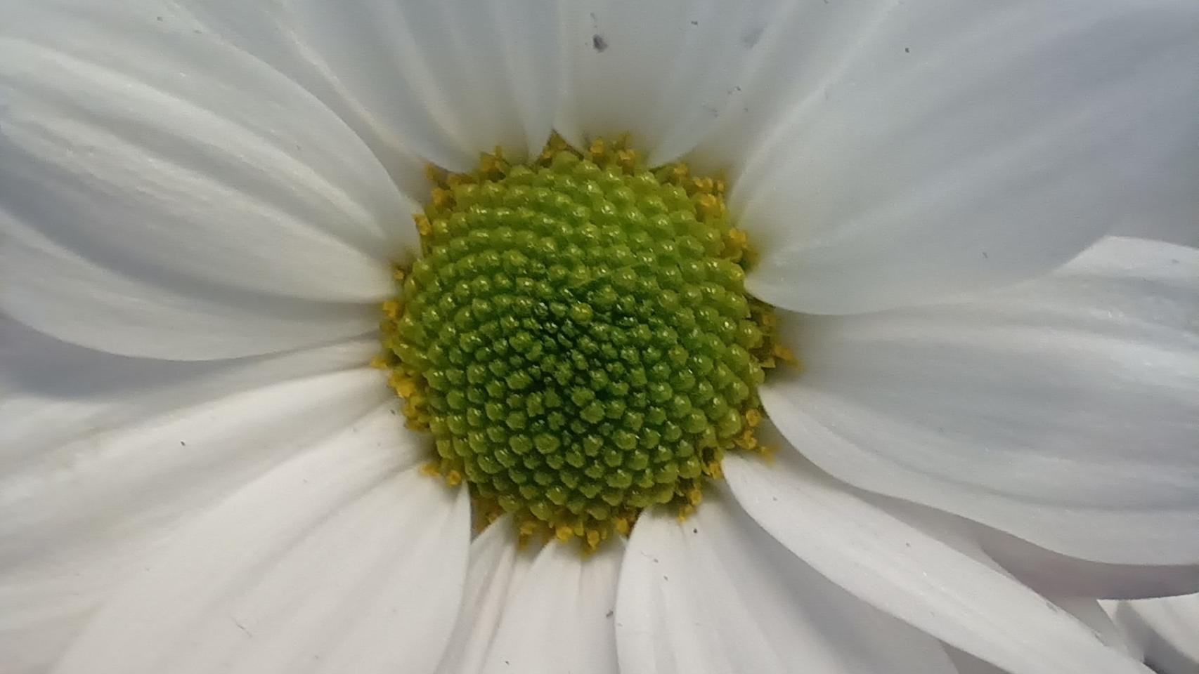 Imágenes tomadas con la cámara del Vivo Y76