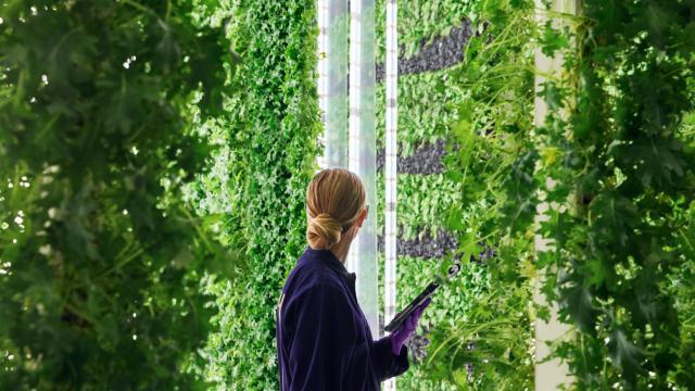 Cultivo vertical de Plenty en el sur de San Francisco.