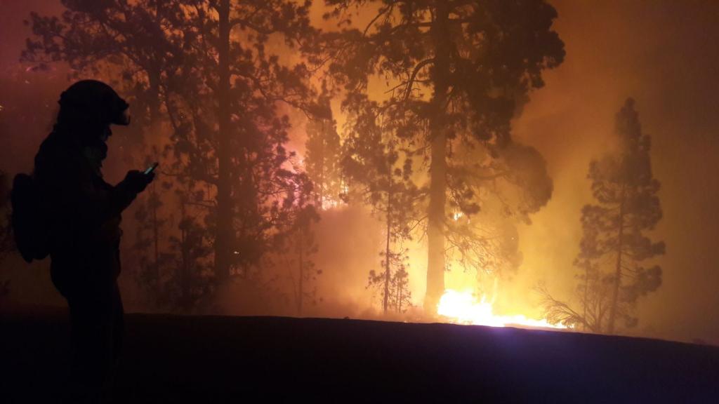 El resurgir de la vida tras el desastre: así se regeneran los bosques después de un incendio forestal