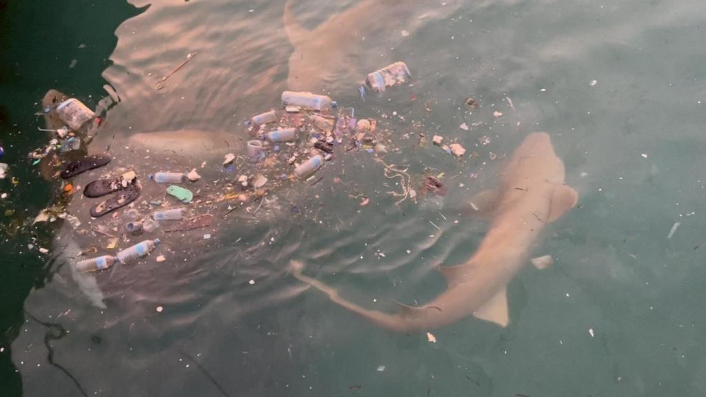 Animales entre basura