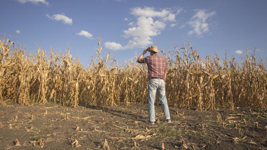 Imagen de archivo de un campo de cultivo.
