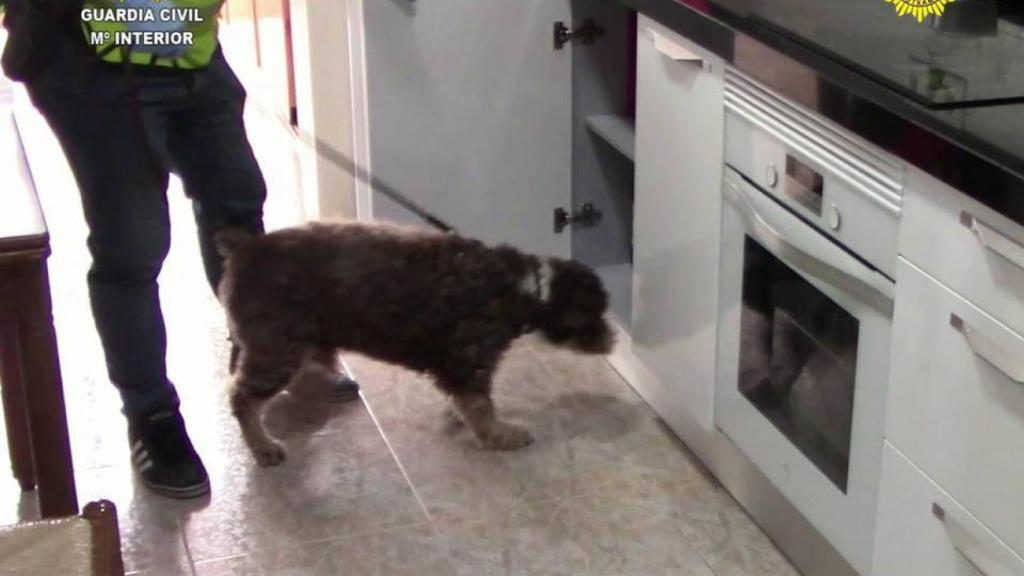 En el registro, ha sido determinante la participación del agente Chico, miembro del Servicio Cinológico de la Guardia Civil.