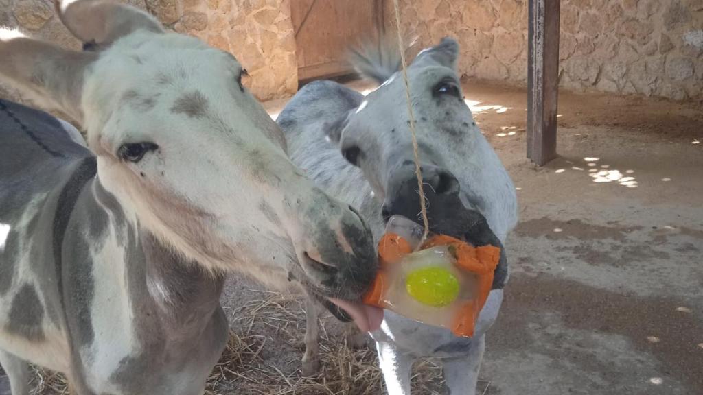 Los cuidadores preparan estos helados con cereales y agua para refrescar y entretener a los animales.
