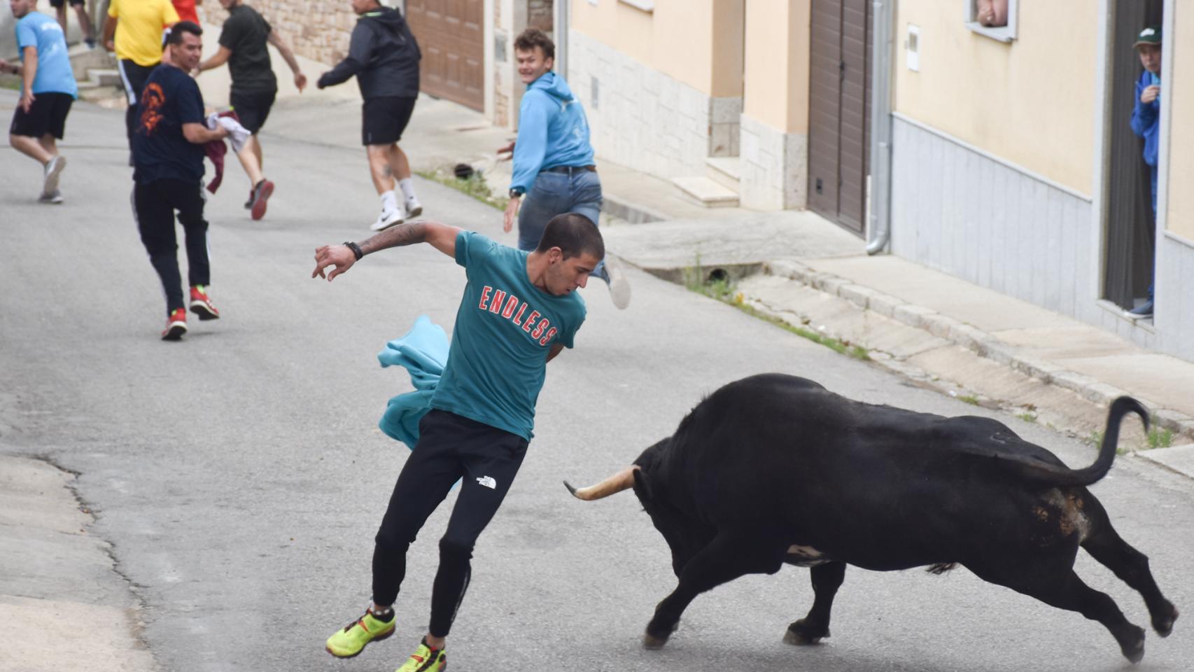 Imágenes del toro del cajón de San Juan en Hinojosa de Duero 2022