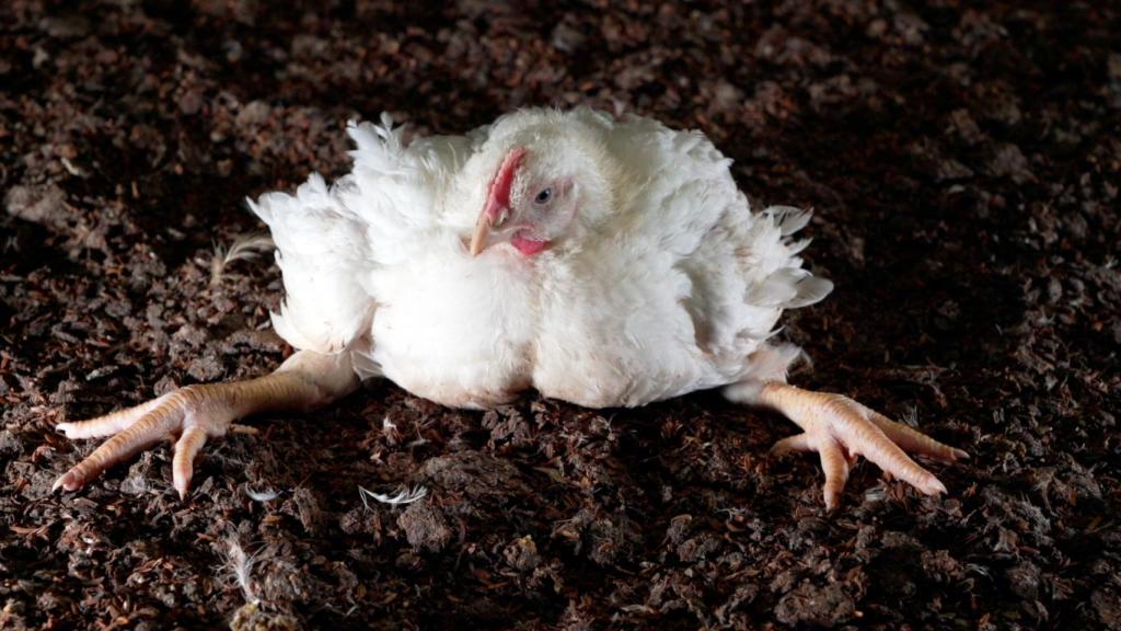 Imagen de archivo de un pollo de engorde.