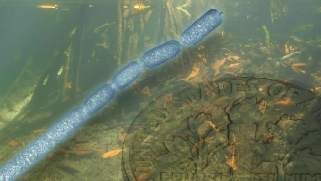 Representación artística de Ca. Thiomargarita magnifica junto a una moneda de centavo