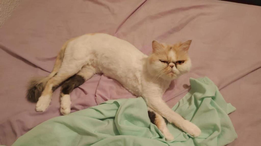 Kitty, con el pelo mucho más corto, tras el centrifugado.