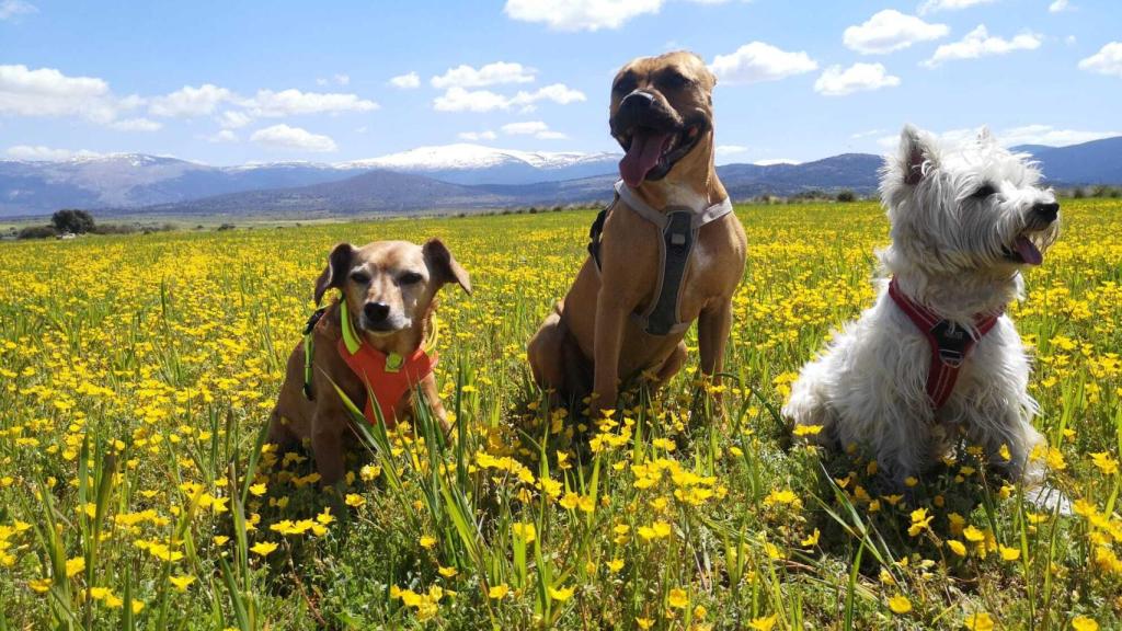 Diversos perros mascotas