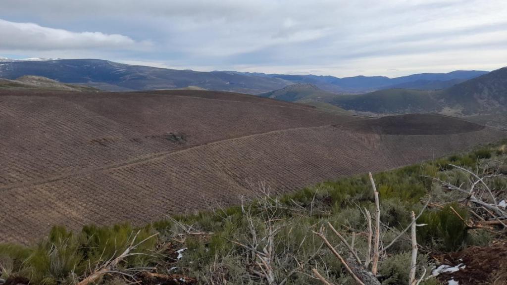 Labores de restauración de bosques dañados por incendios