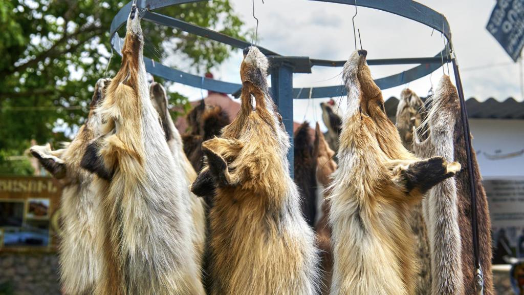 Imagen de archivo de varias pieles de zorro puestas a la venta.