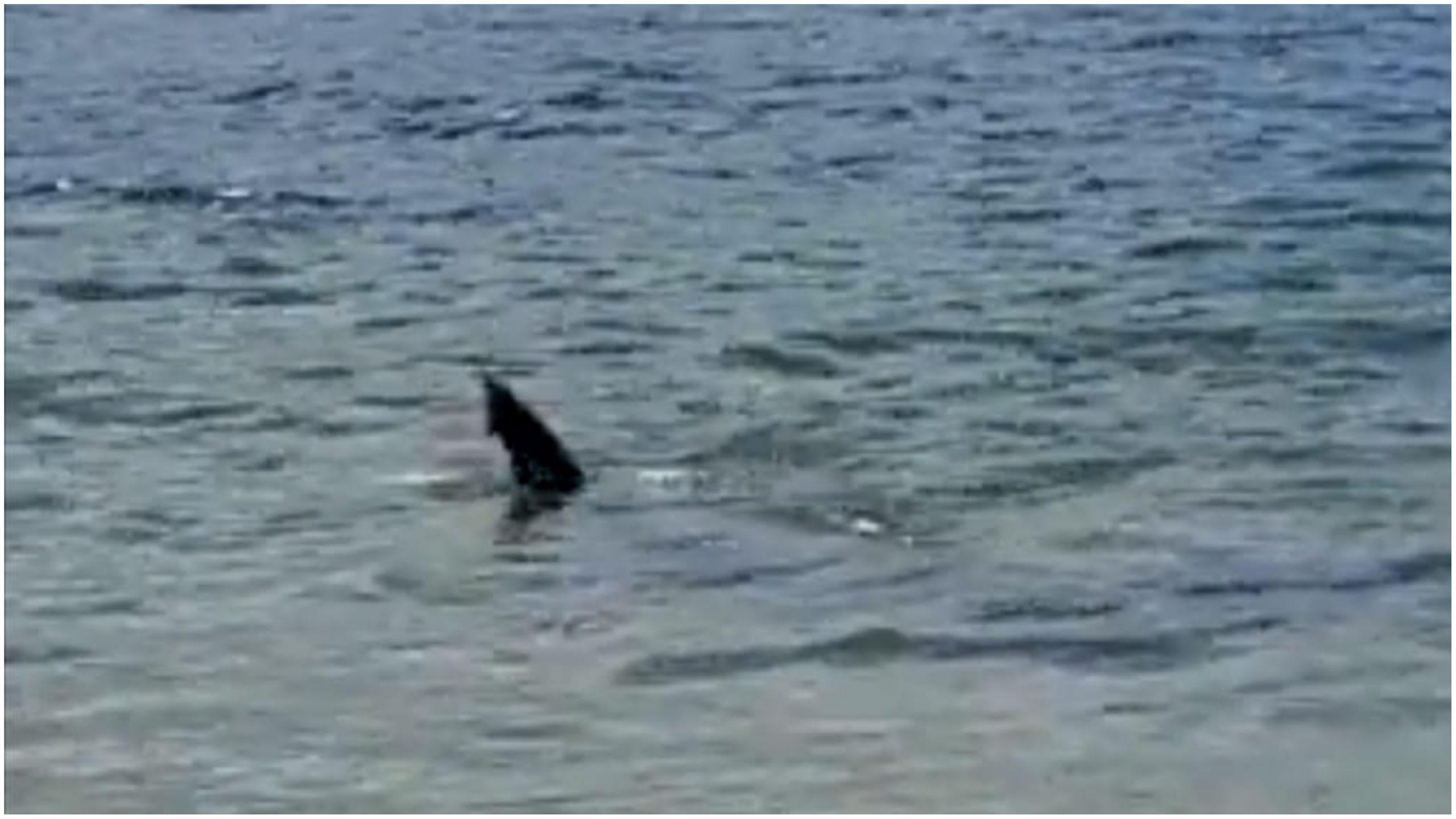 El tiburón en el mar.