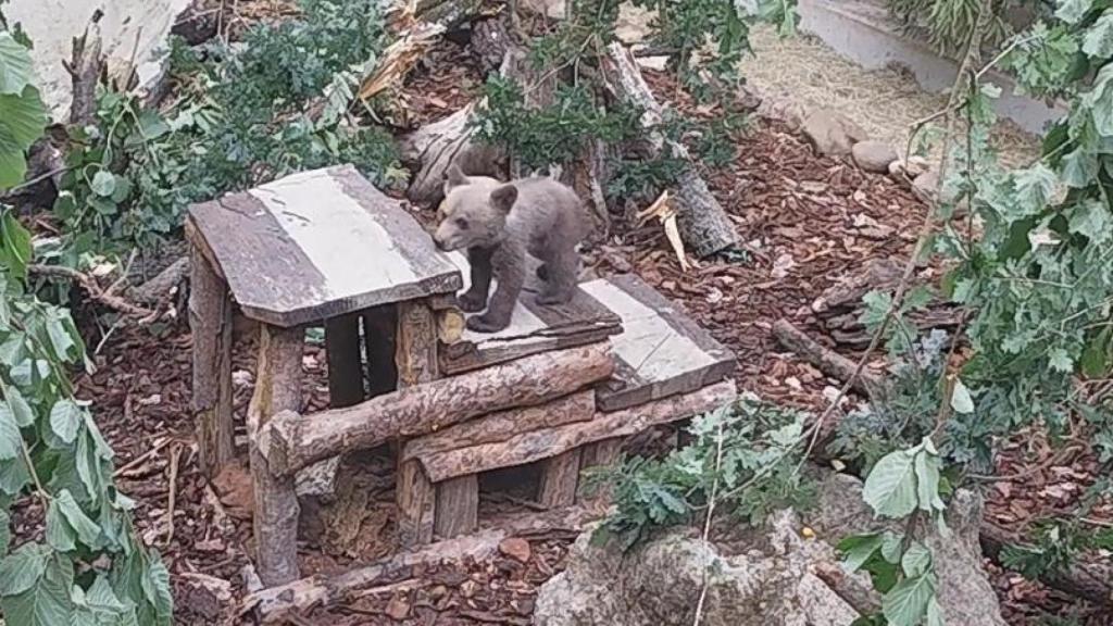 Imagen del osezno recuperado en León