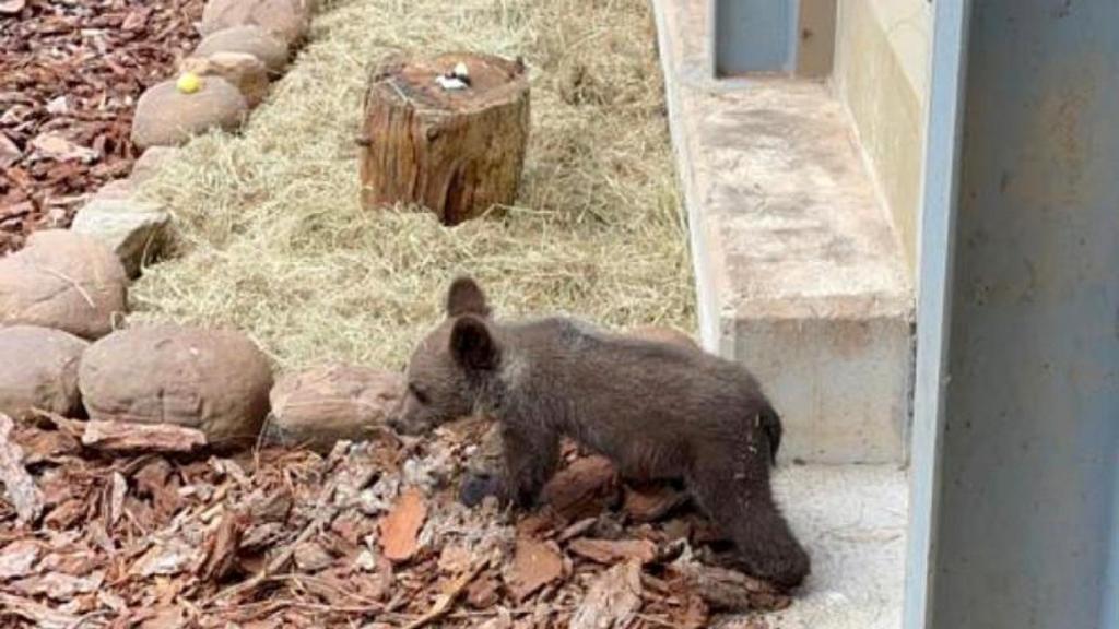 Trasladan a Cantabria al osezno recuperado en la provincia de León