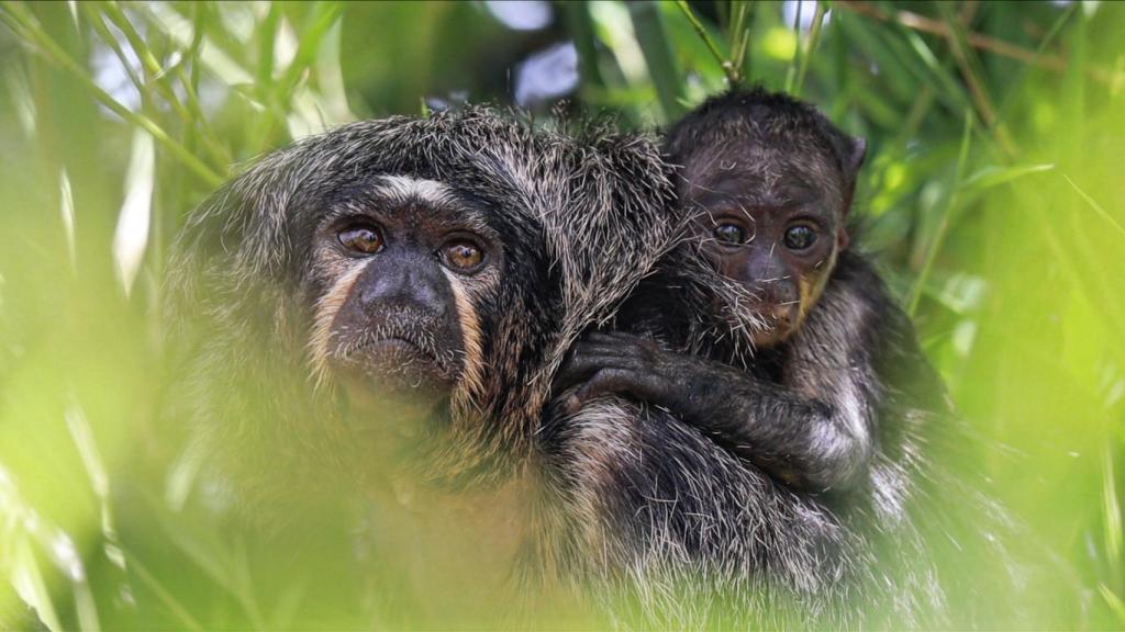Imagen con el mono sakí de cara blanca recién nacido en el Selwo Marina (Benalmádena).