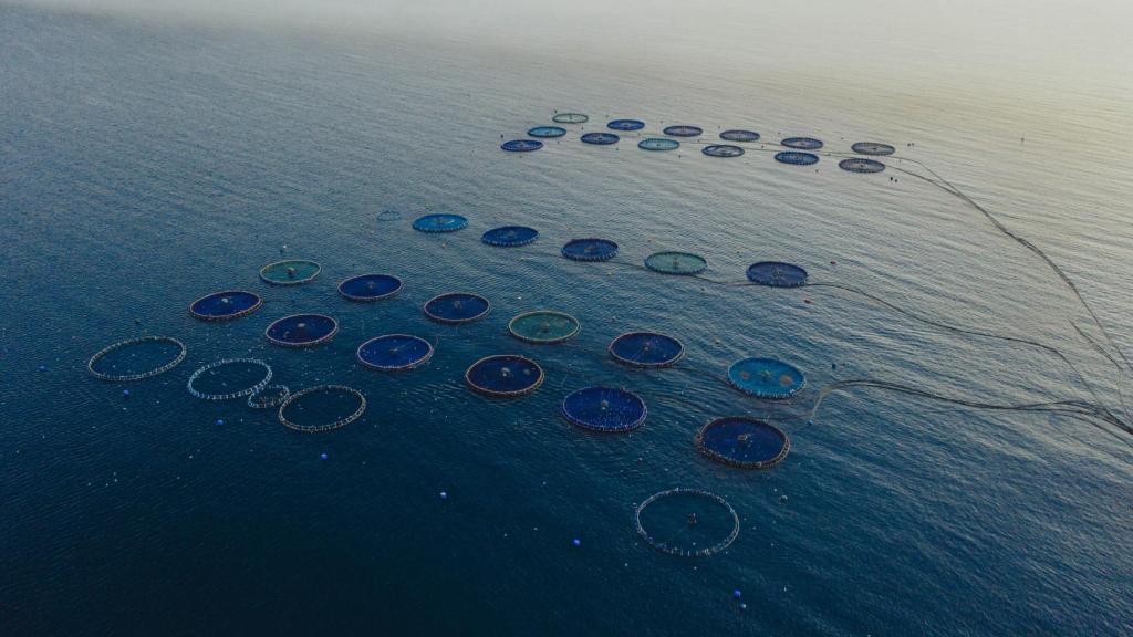 La piscifactoría en una imagen cedida por la empresa.