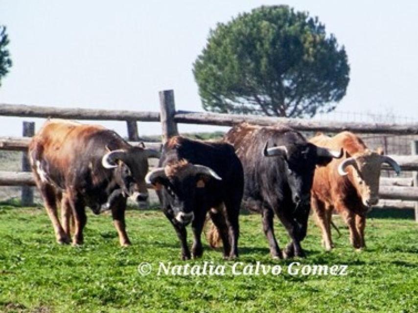 Camada de novillos de la pasada temporada