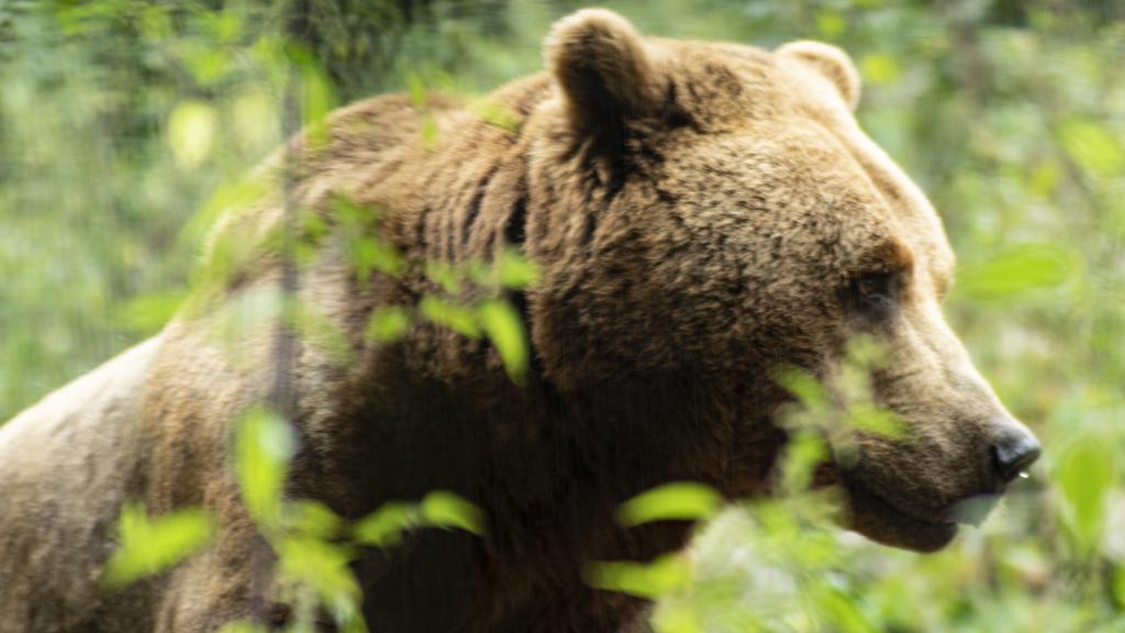 Imagen de un ejemplar de oso pardo cantábrico que se puede encontrar en las montañas de Somiedo