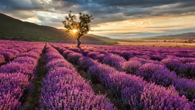 Lavanda en Brihuega (Guadalajara). Imagen de archivo