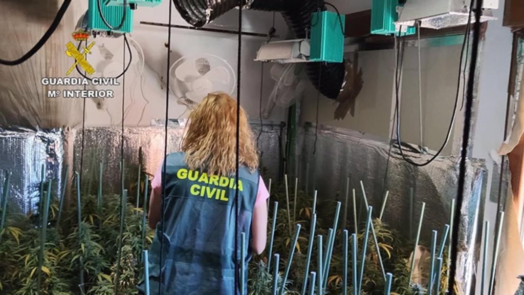Dos detenidos en El Casar y más de 600 plantas de marihuana incautadas en una vivienda unifamiliar