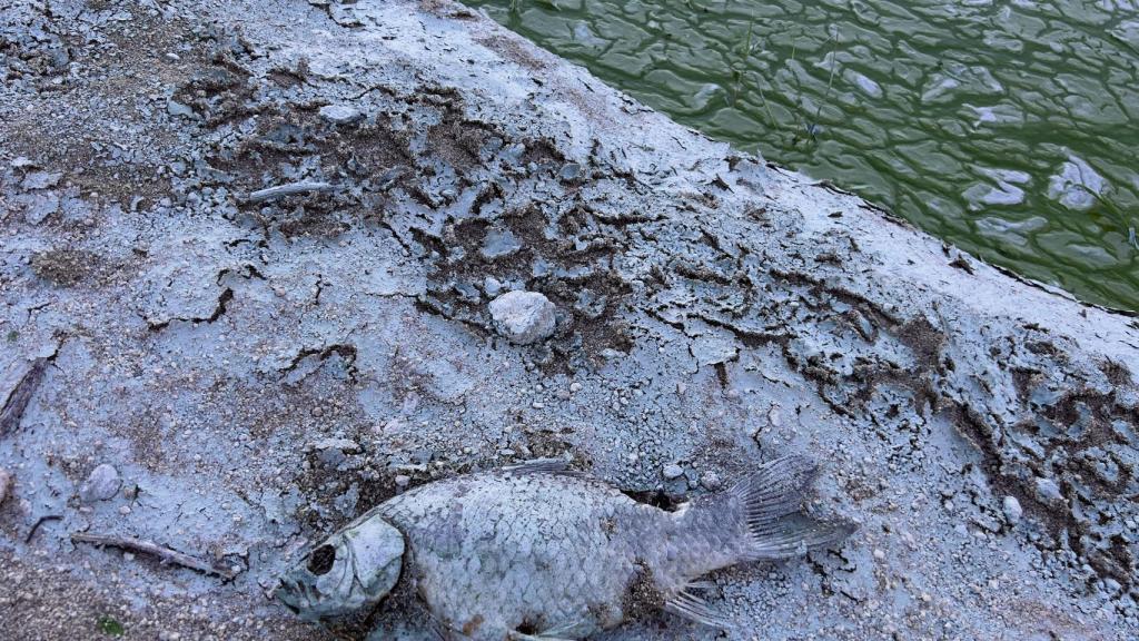El agua de los embalses de Fuentes Claras y Cogotas se vuelve verde por un crecimiento masivo del fitoplancton