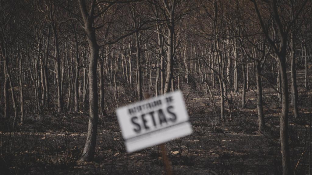 La producción de setas los próximos años se verá afectada. Los pueblos afectados piden plantar nuevas especies de castaños y robles miconizados para regenerar esta actividad lo más pronto posible.